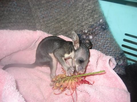 Baby Brushtail Possum