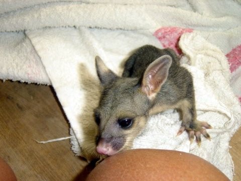 Baby Ringtail