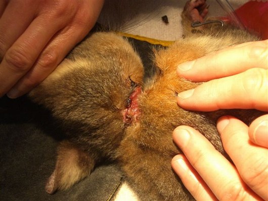 injured Possum 02