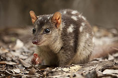 Northern Quoll