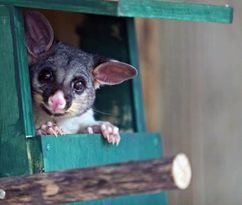 Possum in Box 2 1